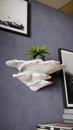 a plant is sitting on top of a white shelf in front of a blue wall