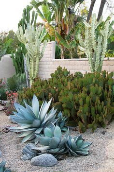 many different types of plants and rocks in a garden area, including cacti and succulents