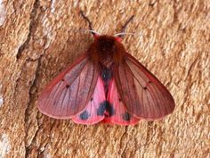 a red and black moth sitting on top of a wooden wall next to a tree