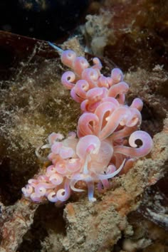 a pink sea anemone sitting on top of some rocks