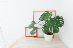 a potted plant sitting next to two framed pictures on the floor in front of a white wall