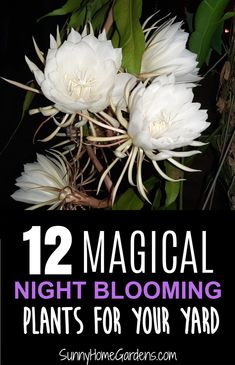 white flowers with text overlay that reads 12 magic night blooming plants for your yard