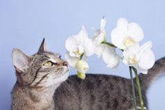 a cat smelling a vase with white flowers in it's mouth on a blue background