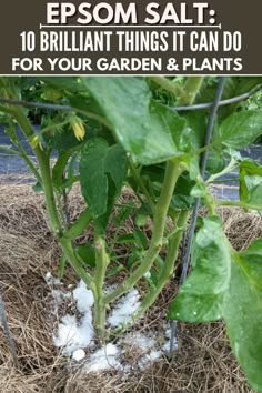 a plant with snow on the ground and text overlay that reads, epsom salt 10 brilliant things it can do for your garden & plants