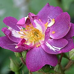 a purple flower with white and yellow stamens