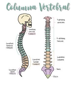 a diagram of the back and side of a human skeleton