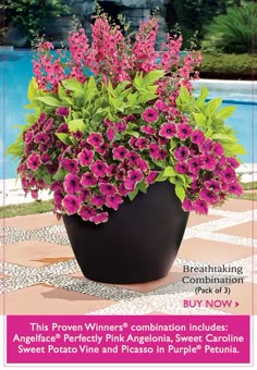 a large potted plant with purple flowers on the ground next to a swimming pool