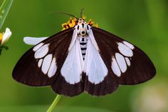 a brown and white butterfly sitting on top of a flower