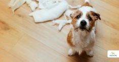 a brown and white dog sitting on top of a wooden floor next to a pile of toilet paper