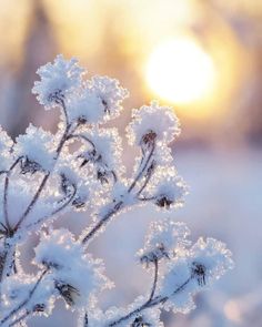 the sun is setting behind some snow covered plants