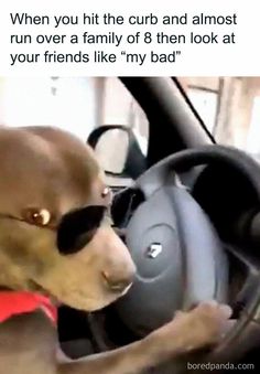 a dog wearing sunglasses driving a car with the caption when you hit the curb and almost run over a family of 8 then look at your friends like my bad