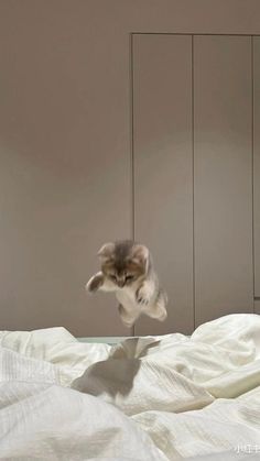 a kitten jumping up into the air on top of a white bed in a room