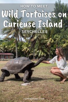 Wild Giant Tortoises on Curieuse Island in Seychelles Praslin Seychelles, Seychelles Travel, Travel Island, Adventurous Travel, Africa Travel Guide, Wildlife Travel, Africa Destinations, Eco Travel, Travel Plan