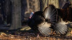 two turkeys standing next to each other on the ground in front of some trees