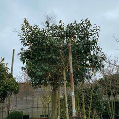 a tree with lots of green leaves in a yard