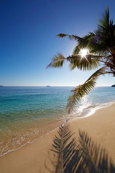 a palm tree casts a shadow on the beach as the sun shines over the water