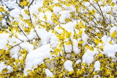 yellow flowers are covered with snow in the winter