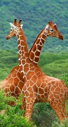 two giraffes standing next to each other in the wild with trees and hills behind them