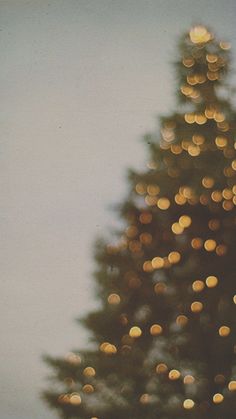 a teddy bear sitting in front of a christmas tree with lights on it's branches