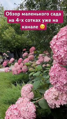 pink flowers in the middle of a garden with green grass and trees behind it, text reads