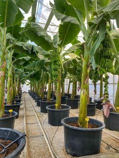 several large potted plants with bananas growing in them