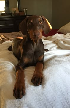 a brown dog laying on top of a bed