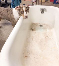 a brown and white dog standing next to a bath tub filled with dirty water in a garage