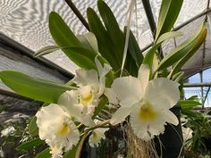 white orchids are growing in a potted planter inside a greenhouse with lots of green plants