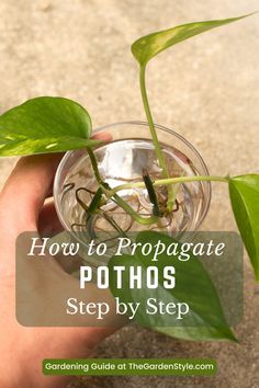 a person holding up a plant with the title how to propagate pothos step by step