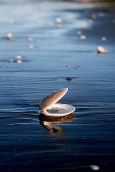 a white object floating on top of a body of water next to a shore line