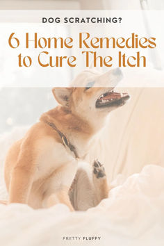 Scratch your pup's itch with these natural home remedies for itchiness in dogs.  See our top list of dog scratching remedies at Pretty Fluffy - the ultimate destination for dog lovers.  #dogitchingremedies #stopdogscratching Natural Remedy For Itchy Dog, Natural Remedy For Dogs Itching, Dog Itching Remedies Allergies, Allergy Remedies For Dogs, Dog With Dry Itchy Skin, Dogs With Itchy Skin Remedies, Stop Dog Itching Remedies, Dogs Itching Relief, Natural Remedy For Dog Skin Allergies