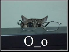 a cat wearing glasses sitting on top of a book with the word o in front of it