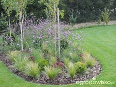 a garden with purple flowers and green grass