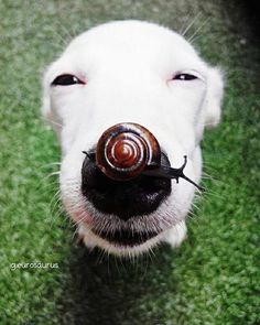 a white dog with a snail on its nose