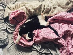 a black and white cat laying on top of a bed covered in pink blanketing