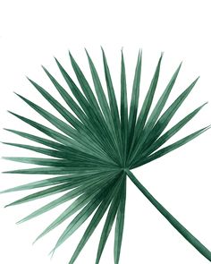 a green palm leaf on a white background