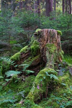 a large tree stump in the middle of a forest filled with green plants and trees