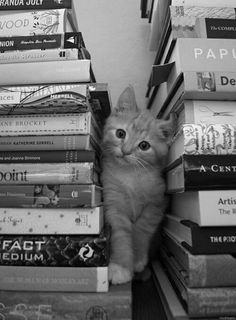 black and white photograph of a kitten hiding in a stack of books