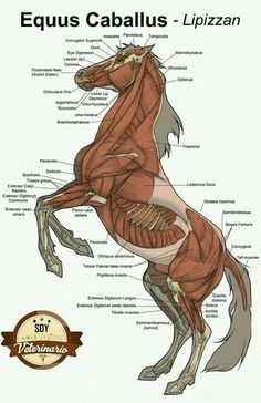 an image of a horse with muscles labeled