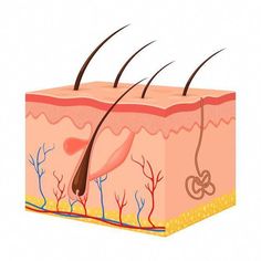 the layers of skin are shown with brown hair and long, thin rods sticking out of it