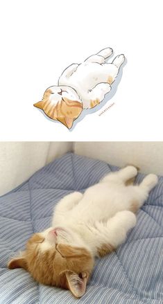 an orange and white cat laying on top of a bed next to a sticker