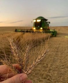 a hand holding a stalk of wheat in front of a tractor