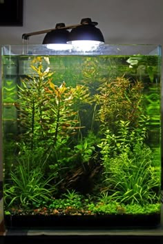 an aquarium filled with lots of green plants and algae in the water next to a lamp