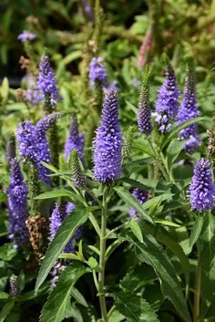 purple flowers are blooming in the garden