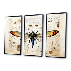 three insect paintings hanging on a wall