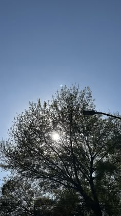 the sun shines brightly through the branches of a tree in front of a clear blue sky