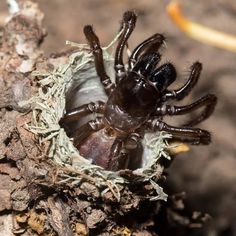 a large spider sitting on top of a tree branch