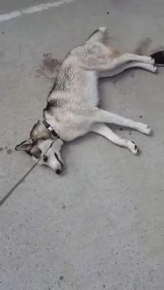 a dog is laying on the ground with its leash around it's neck and head