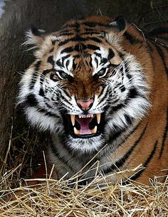 a tiger with its mouth open and it's teeth wide open in front of the camera