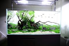 an aquarium filled with lots of green plants and rocks